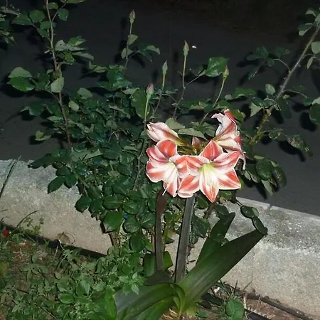 Amarylis Beachfront *